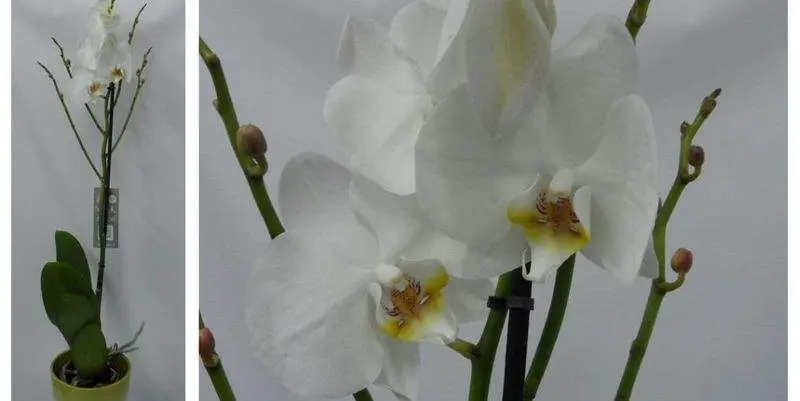 Фаленопсис (Белый 1 ст.) Д15