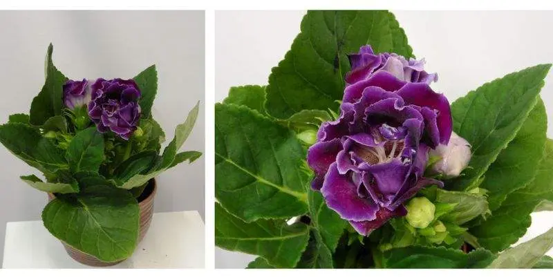 Синнингия Соната Пурпл Д12