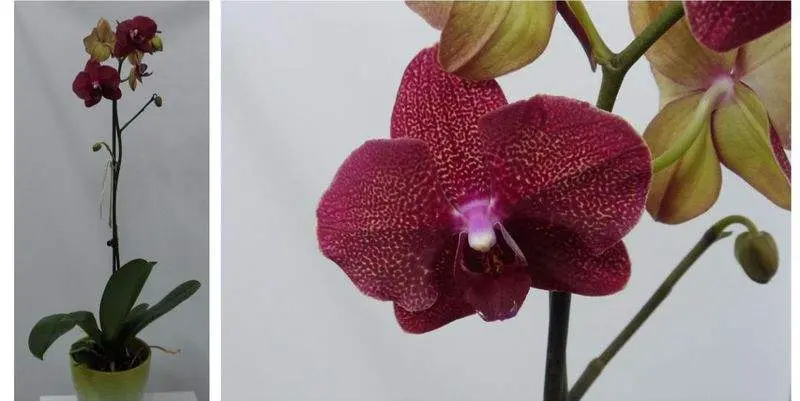 Фаленопсис Вайлет 1 ст. Д12