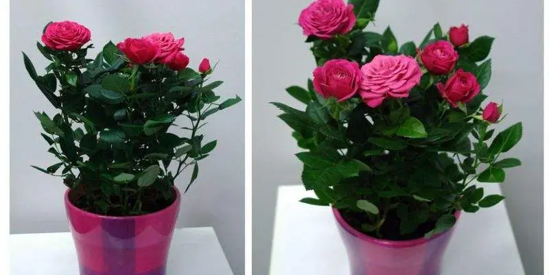 Роза Патио Пинк Д12