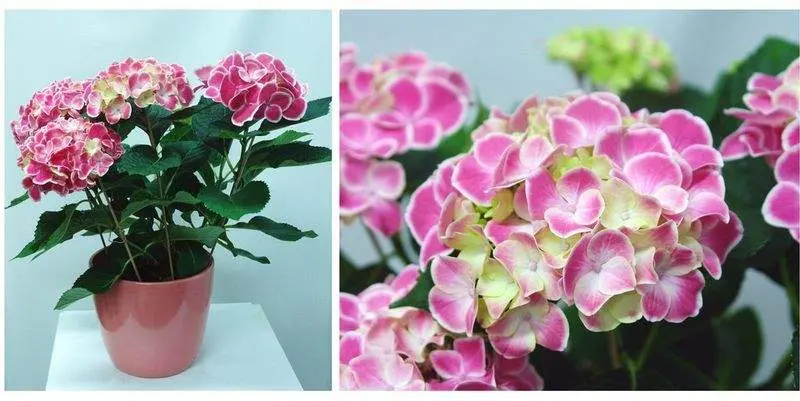 Гидрангея Тиволи Розовая Д12