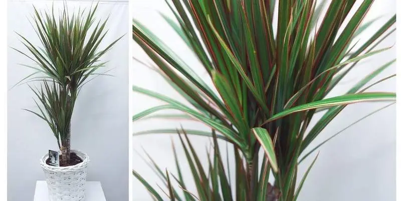 Драцена Маргината Кашпо Д19 Н75