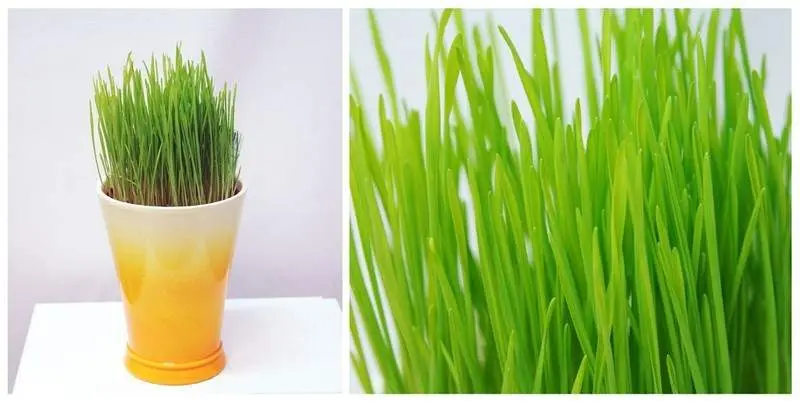 Трава Для Кошек Д12