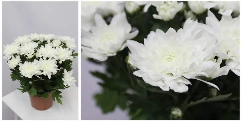 Хризантема Кристал белая Д15