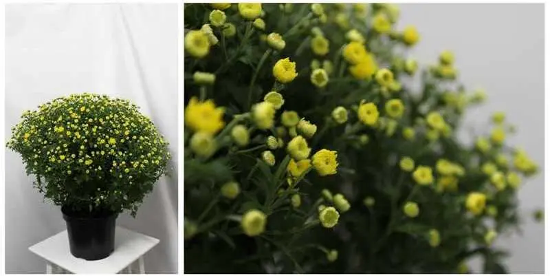 Хризантема Шар Д19 Н55